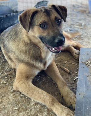 Drew, geb. ca. 05/2020, in GRIECHENLAND auf einem Gelände, auf dem Hunde notdürftig versorgt werden Bild 15