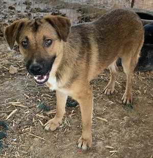 Drew, geb. ca. 05/2020, in GRIECHENLAND auf einem Gelände, auf dem Hunde notdürftig versorgt werden Bild 10