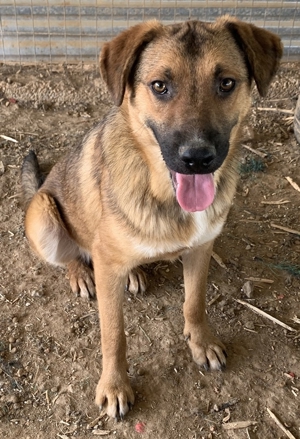 Drew, geb. ca. 05/2020, in GRIECHENLAND auf einem Gelände, auf dem Hunde notdürftig versorgt werden Bild 4