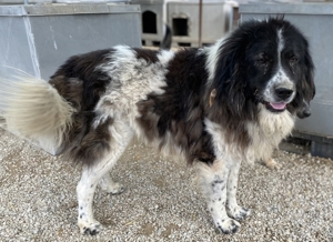 Freedom, geb. ca. 04/2017, lebt in GRIECHENLAND, im städt. Tierheim Serres Bild 10