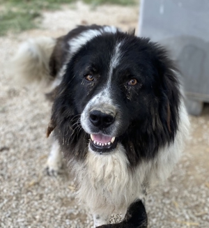 Freedom, geb. ca. 04/2017, lebt in GRIECHENLAND, im städt. Tierheim Serres Bild 9