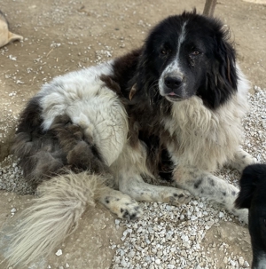 Freedom, geb. ca. 04/2017, lebt in GRIECHENLAND, im städt. Tierheim Serres Bild 11