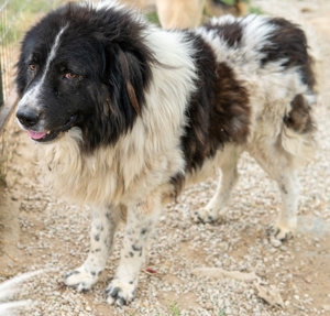 Freedom, geb. ca. 04/2017, lebt in GRIECHENLAND, im städt. Tierheim Serres Bild 2