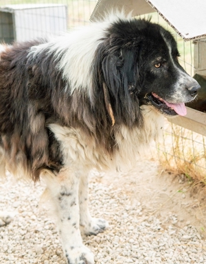 Freedom, geb. ca. 04/2017, lebt in GRIECHENLAND, im städt. Tierheim Serres Bild 6