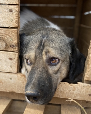 ace, geb. ca. 10/2019, in GRIECHENLAND, auf Gelände, auf dem die Hunde notdürftig versorgt werden Bild 3