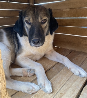 ace, geb. ca. 10/2019, in GRIECHENLAND, auf Gelände, auf dem die Hunde notdürftig versorgt werden Bild 8