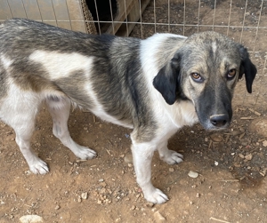 ace, geb. ca. 10/2019, in GRIECHENLAND, auf Gelände, auf dem die Hunde notdürftig versorgt werden Bild 9