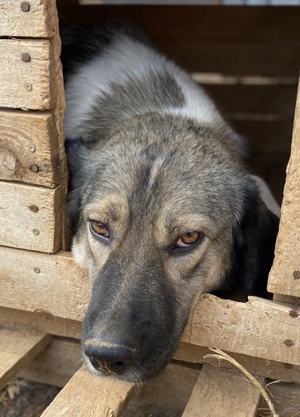 ace, geb. ca. 10/2019, in GRIECHENLAND, auf Gelände, auf dem die Hunde notdürftig versorgt werden Bild 4