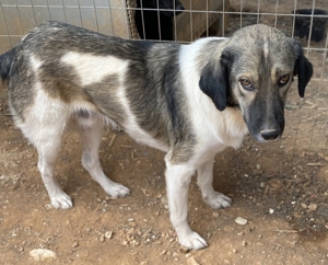 ace, geb. ca. 10/2019, in GRIECHENLAND, auf Gelände, auf dem die Hunde notdürftig versorgt werden Bild 10