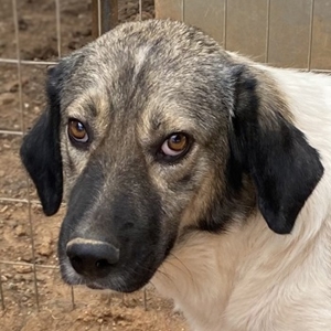 ace, geb. ca. 10/2019, in GRIECHENLAND, auf Gelände, auf dem die Hunde notdürftig versorgt werden Bild 1