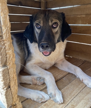 ace, geb. ca. 10/2019, in GRIECHENLAND, auf Gelände, auf dem die Hunde notdürftig versorgt werden Bild 7