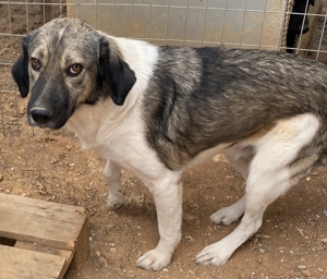 ace, geb. ca. 10/2019, in GRIECHENLAND, auf Gelände, auf dem die Hunde notdürftig versorgt werden Bild 11