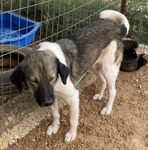 ace, geb. ca. 10/2019, in GRIECHENLAND, auf Gelände, auf dem die Hunde notdürftig versorgt werden Bild 14