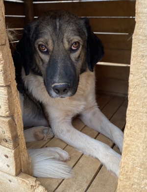 ace, geb. ca. 10/2019, in GRIECHENLAND, auf Gelände, auf dem die Hunde notdürftig versorgt werden Bild 2