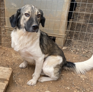 ace, geb. ca. 10/2019, in GRIECHENLAND, auf Gelände, auf dem die Hunde notdürftig versorgt werden Bild 12