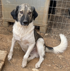 ace, geb. ca. 10/2019, in GRIECHENLAND, auf Gelände, auf dem die Hunde notdürftig versorgt werden Bild 13