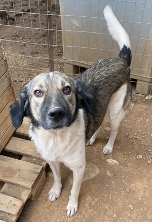 ace, geb. ca. 10/2019, in GRIECHENLAND, auf Gelände, auf dem die Hunde notdürftig versorgt werden Bild 5