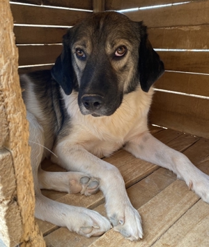 ace, geb. ca. 10/2019, in GRIECHENLAND, auf Gelände, auf dem die Hunde notdürftig versorgt werden Bild 6