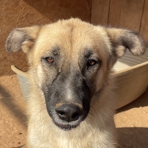 Iza, geb. ca. 11 2020, in GRIECHENLAND, auf Gelände, auf dem Hunde notdürftig versorgt werden