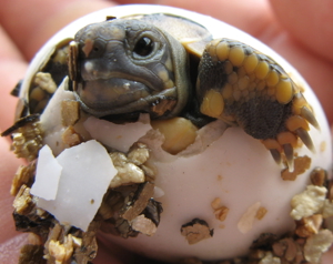 Griechische Landschildkröten Babys