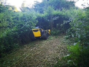 Verwilderte Grundstücke Roden,Forstmulchen,Wurzelfräsen,Rodungen,Baumfällungen, Mäharbeiten  Bild 5