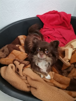 Chihuahua Rüde steht Ihrer Hündin zur Verfügung Bild 4