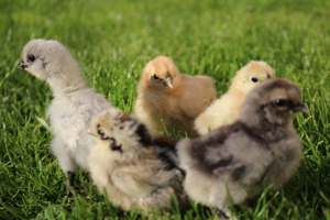Zwergseidenhühner Bruteier Küken Jungtiere und Hennen Bild 1
