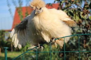 Zwergseidenhühner Bruteier Küken Jungtiere und Hennen Bild 5