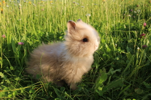 Reinrassige Teddyzwerge Zwergkaninchen Weibchen und Männchen Bild 4