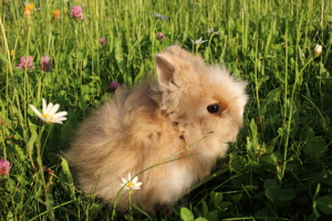 Reinrassige Teddyzwerge Zwergkaninchen Weibchen und Männchen