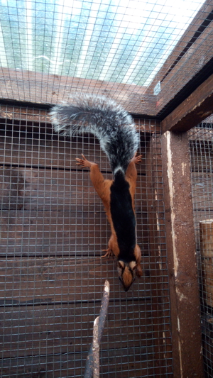 Hörnchen Eichhörnchen Atrirufus Rotflankenhörnchen