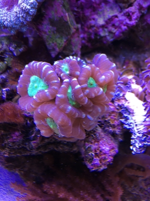 Caulastrea 3-farbig pro Kopf Meerwasser Aquarium Bild 3