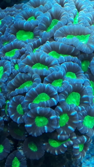 Caulastrea 3-farbig pro Kopf Meerwasser Aquarium Bild 2