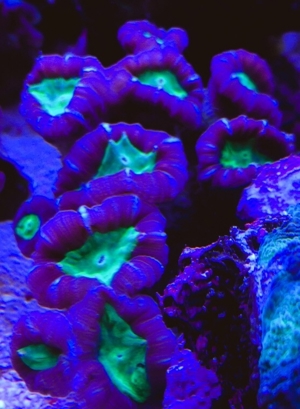Caulastrea 3-farbig pro Kopf Meerwasser Aquarium Bild 4