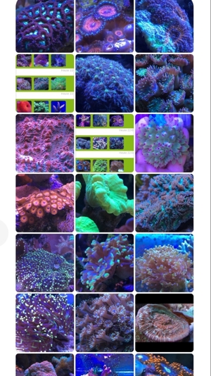 Koralle Entacmaea quadricolor LPS SPS sunburst Meerwasser Aquarium Bild 2