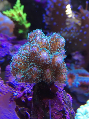 Korallen SPS Pocillopora damicornis Meerwasser Aquarium Bild 2
