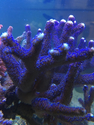 Stylophora Koralle rainbow, fliederfarben, pink und lila/blau Meerwasser Aquarium Bild 5