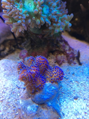 Stylophora Koralle rainbow, fliederfarben, pink und lila/blau Meerwasser Aquarium Bild 3