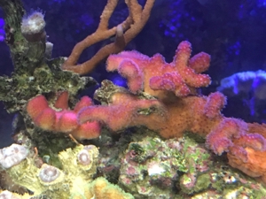 Stylophora Koralle rainbow, fliederfarben, pink und lila/blau Meerwasser Aquarium Bild 6