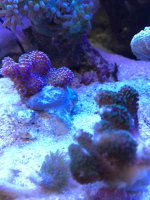 Stylophora Koralle rainbow, fliederfarben, pink und lila/blau Meerwasser Aquarium Bild 4