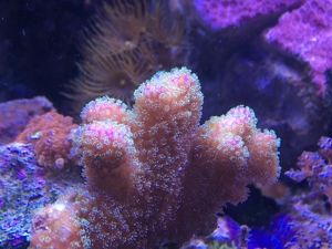 Stylophora Koralle rainbow, fliederfarben, pink und lila/blau Meerwasser Aquarium Bild 7