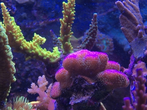 Stylophora Koralle rainbow, fliederfarben, pink und lila/blau Meerwasser Aquarium Bild 8