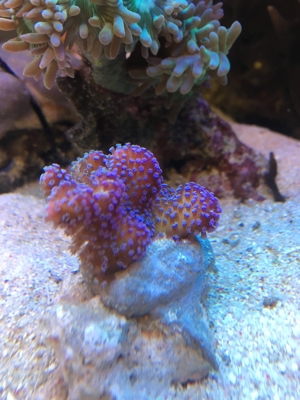 Stylophora Koralle rainbow, fliederfarben, pink und lila/blau Meerwasser Aquarium Bild 2