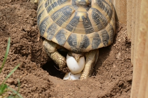 Griechische Landschildkröten (Testudo hermanni hermanni) Bild 2