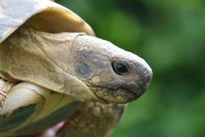 Griechische Landschildkröten (Testudo hermanni hermanni) Bild 1