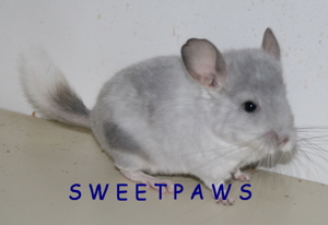 Chinchilla Babys suchen Kuschelzuhause