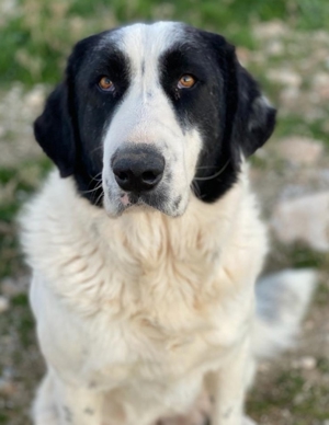 Pirate, geb. ca. 12/2018, in GRIECHENLAND, auf Gelände, auf dem die Hunde notdürftig versorgt werden Bild 7