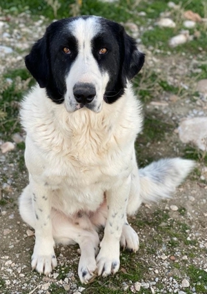Pirate, geb. ca. 12/2018, in GRIECHENLAND, auf Gelände, auf dem die Hunde notdürftig versorgt werden Bild 9
