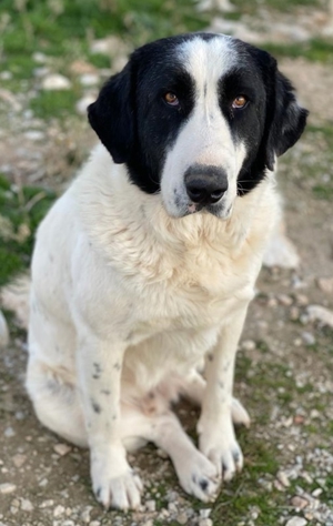 Pirate, geb. ca. 12/2018, in GRIECHENLAND, auf Gelände, auf dem die Hunde notdürftig versorgt werden Bild 13