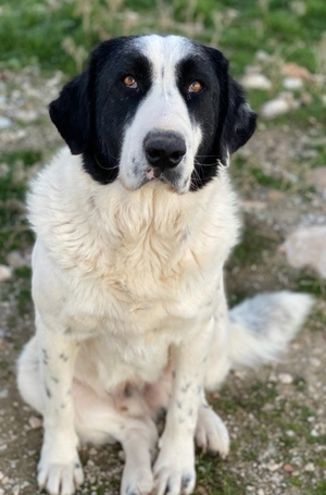 Pirate, geb. ca. 12/2018, in GRIECHENLAND, auf Gelände, auf dem die Hunde notdürftig versorgt werden Bild 12